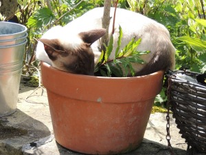 A siamese cat sleeping in a planter.