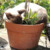 A siamese cat sleeping in a planter.