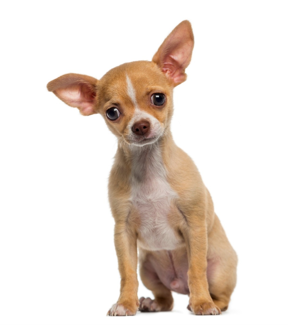 purebred chihuahua