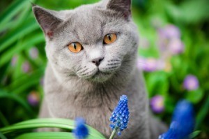 A gray cat among flowers.