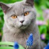 A gray cat among flowers.