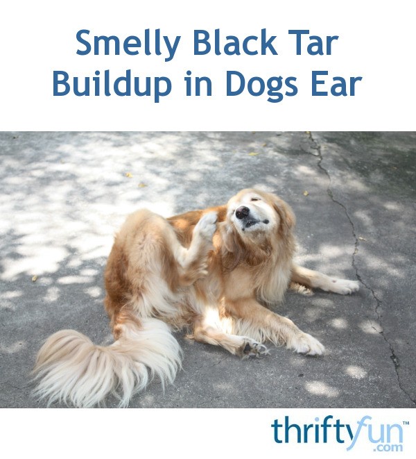 black stinky stuff in dog's ears