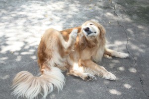 A dog scratching its ear.