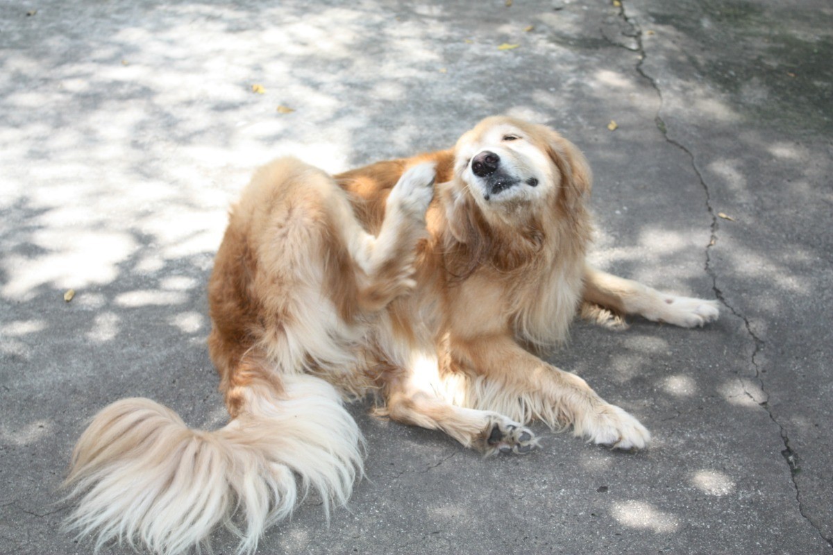 golden retriever ears stink