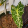 Identifying a Houseplant - large leafed plant with medium green leaves and light veins
