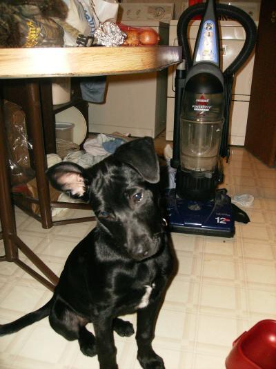 RE: What Breed Is My Dog (German Shepherd Mix)