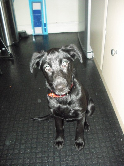 RE: What Breed Is My Dog (German Shepherd Mix)