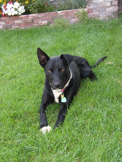 RE: What Breed Is My Dog (German Shepherd Mix)