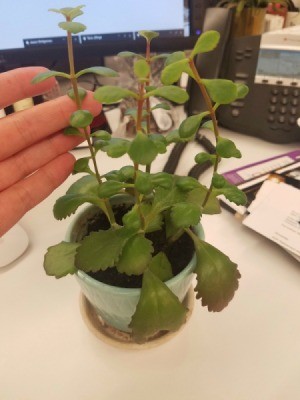 Identifying a Houseplant - hand next to slightly leggy houseplant