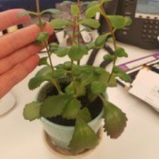 Identifying a Houseplant - hand next to slightly leggy houseplant
