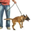 An aggressive dog pulling on its leash.