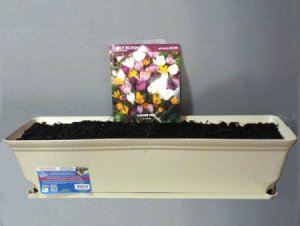 Mid Winter Flower Bulb Bargains- discounted planter and crocus corms