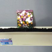 Mid Winter Flower Bulb Bargains- discounted planter and crocus corms