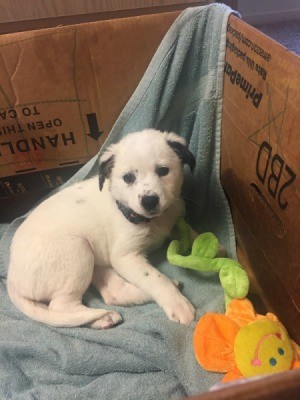 What Breed Is My Dog?  - white puppy in a cardboard box with flower toy