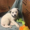 What Breed Is My Dog?  - white puppy in a cardboard box with flower toy
