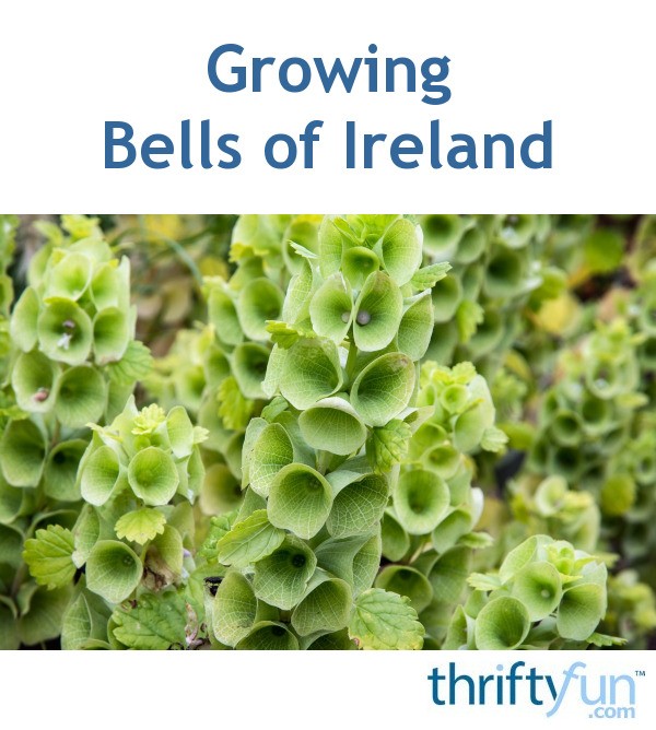 Growing Bells of Ireland ThriftyFun