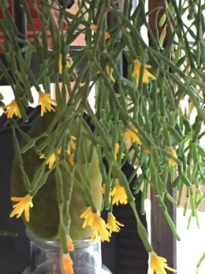 Houseplant Identification - hanging succulent plant with yellow flowers at the tips