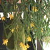Houseplant Identification - hanging succulent plant with yellow flowers at the tips