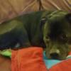 Rescue Dog Poops Inside When Left Alone - Izzy lying down