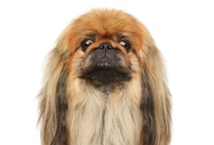 Pekingese dog.