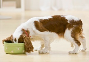 A dog eating chicken and rice from a dog bowl.