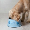 A dog eating from a dog bowl.