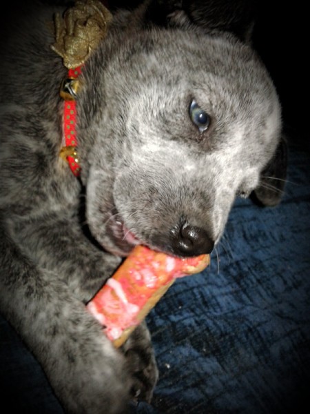 Is My Dog a Blue Heeler? eye color has not changed