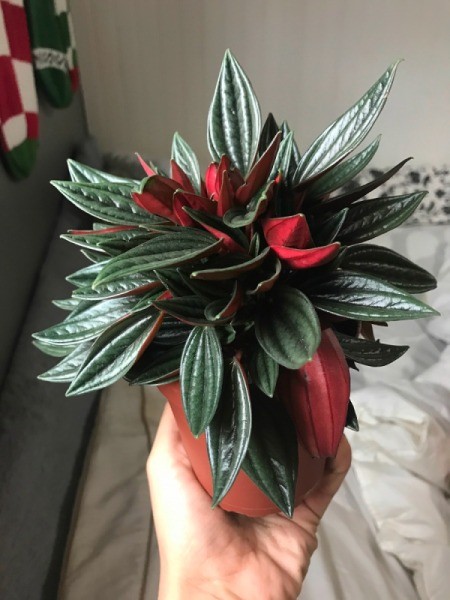 What Is This Houseplant? - person's hand holding plant