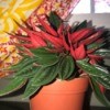 What Is This Houseplant? - variegated green leaf small houseplant with bright red underside