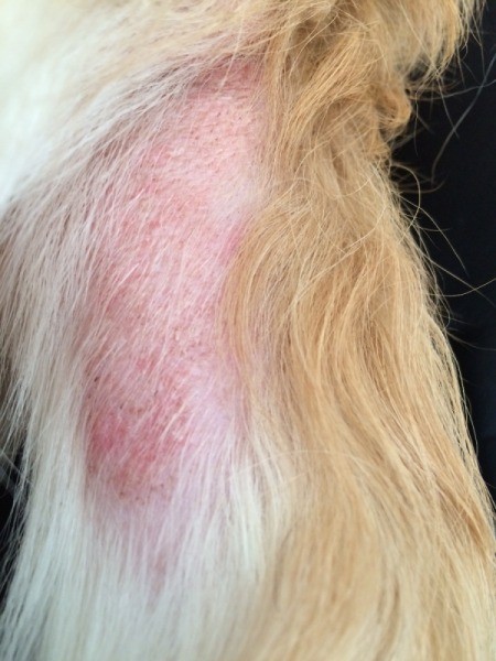 retriever itchy neonatal femmina itching alopecia remedies