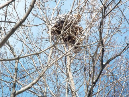 Life In The Winter Garden - snow capped squirrel's nest