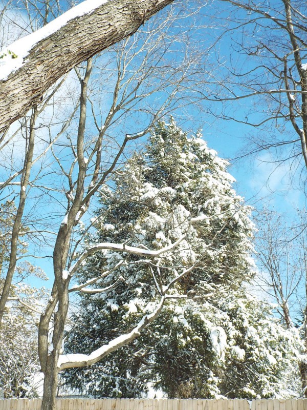 Life In The Winter Garden - snow laden cedar