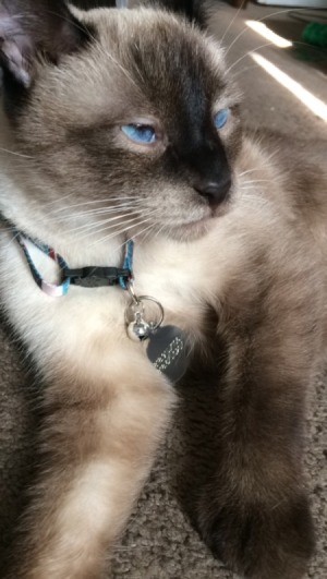 What Is My Siamese Mixed With? - seal point Siamese mix
