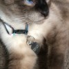 What Is My Siamese Mixed With? - seal point Siamese mix