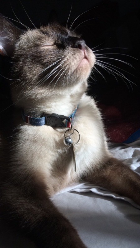 What Is My Siamese Mixed With?
