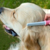 Hand combing dog.