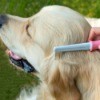 Hand combing dog.