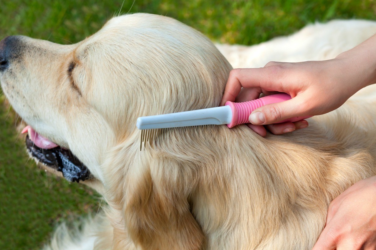 how to get candle wax out of dog hairf