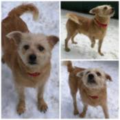 What Breed Is My Dog? montage photo of tan dog