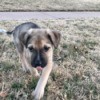 What Breed Is My Dog?- puppy walking in the grass