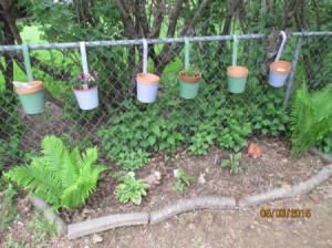 Flower Gardening in a Small Space - painted hanging pots on chain link fence with terra cotta pots inside