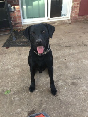 What Breed Is My Dog Mixed With? - black Lab looking dog on patio