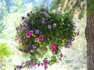 Hanging Flower Basket