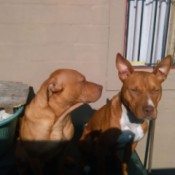 Are My Dogs Full Blooded Pit Bulls? - two reddish brown Pits