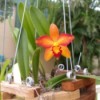 Stunning Orange Orchid - red, orange, and yellow orchid flower