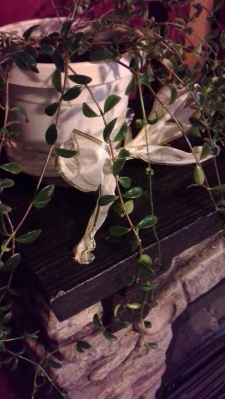 What Is This Houseplant? trailing plant with small dark green leaves with noticeable spacing