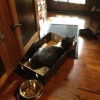 Oscar (Domestic Shorthair Cat) - cat in a box on the floor