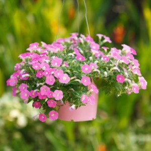 A hanging basket with petunias in it.