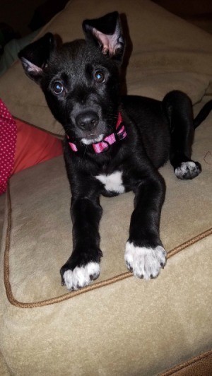 What Breed Is My Dog? - black puppy with white feet on sitting on couch