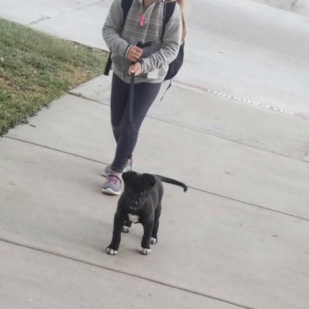 What Breed Is My Dog? - puppy walking on a leash